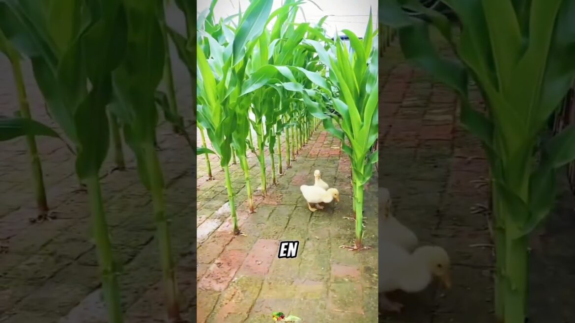 Transforming a house garden into a vegetable garden #DidYouKnow #Amazing #knowledge Transforming a house garden into a vegetable garden #DidYouKnow #Amazing #knowledge