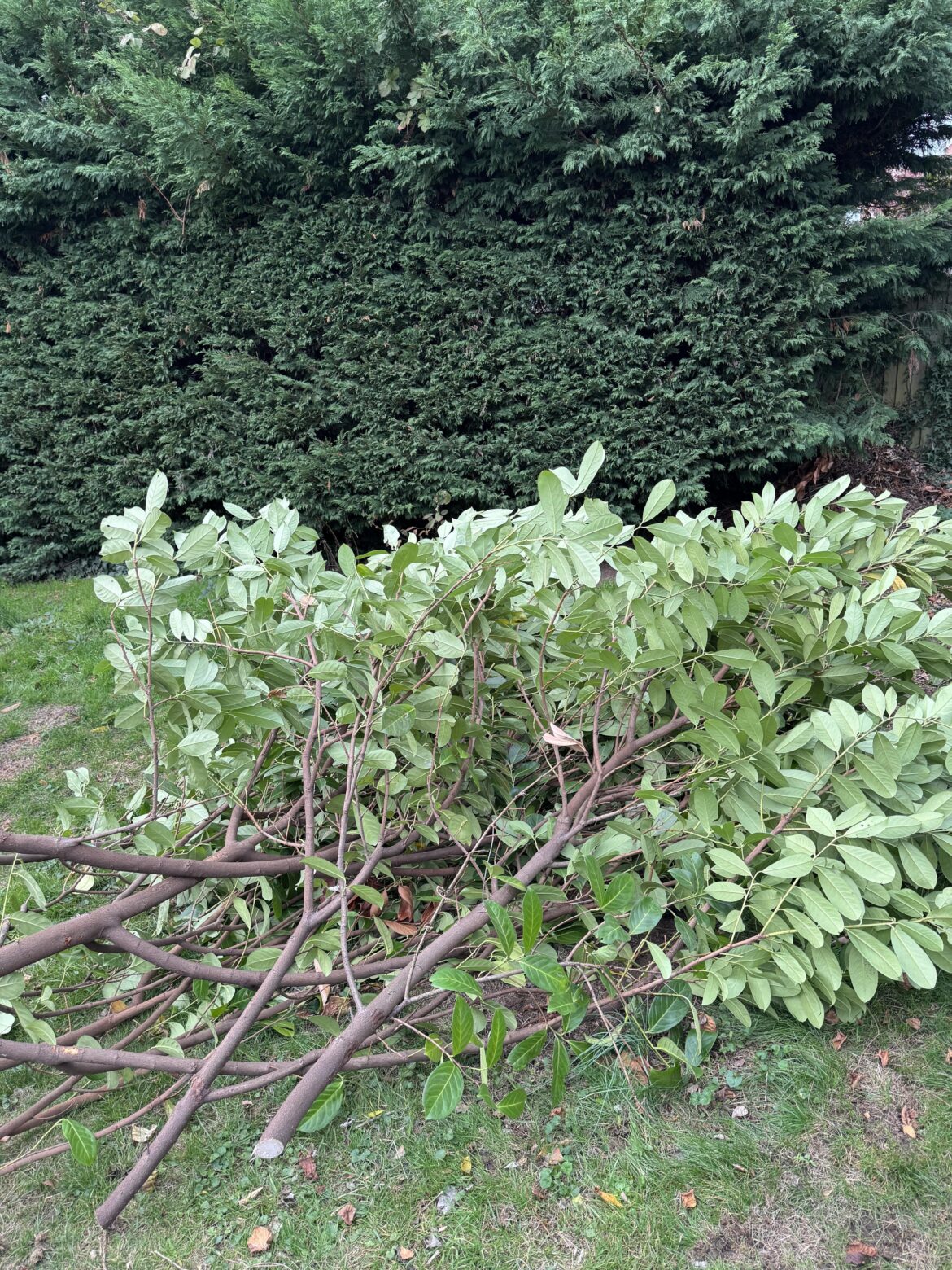 Can I replant one of these thick branches?