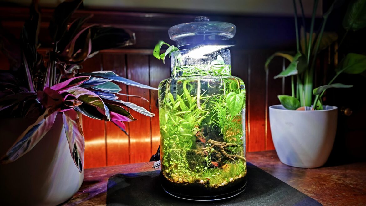 Coming up to one year, a little shrimp home! Coming up to one year, a little shrimp home!