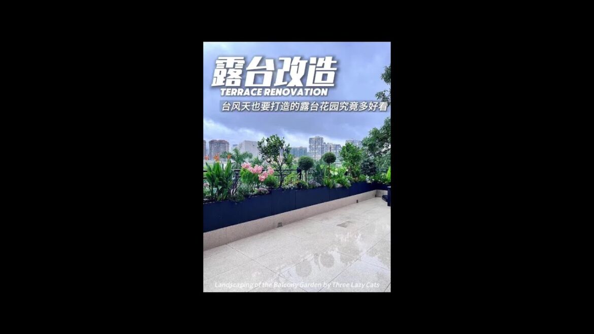 How beautiful is the terrace garden during typhoon weather? How beautiful is the terrace garden during typhoon weather?
