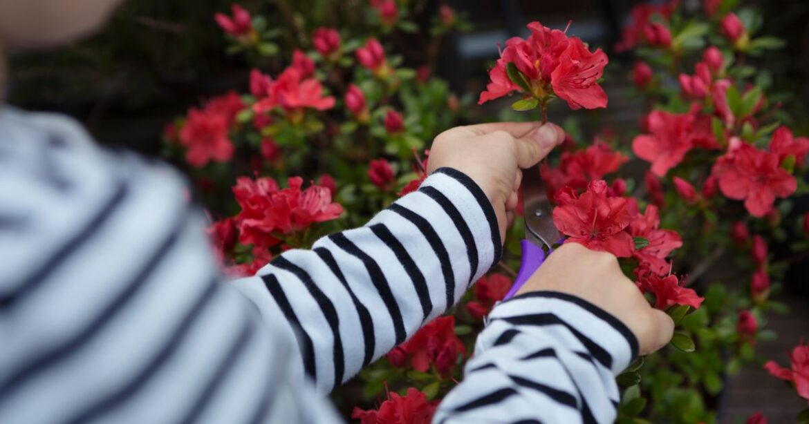 Eight plants gardeners should ‘never’ prune this November Devon Live