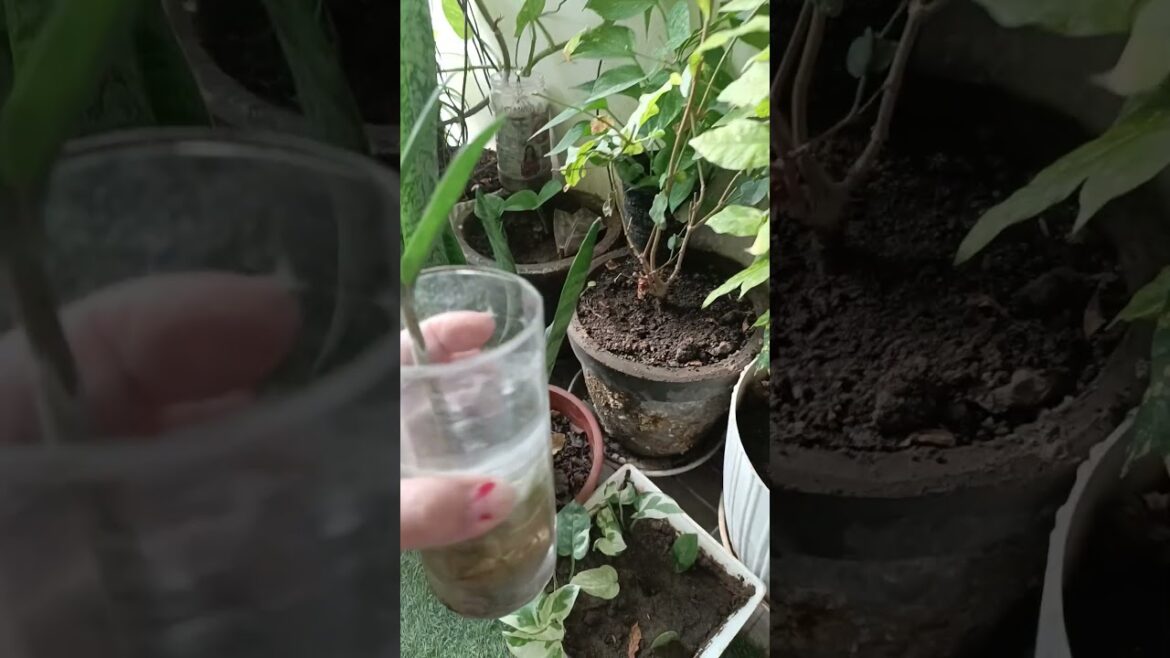 ZZ Plant Root Growth in Water | 1.5 Month Progress 🌱💧 #plantlover #balconyplants ZZ Plant Root Growth in Water | 1.5 Month Progress 🌱💧 #plantlover #balconyplants
