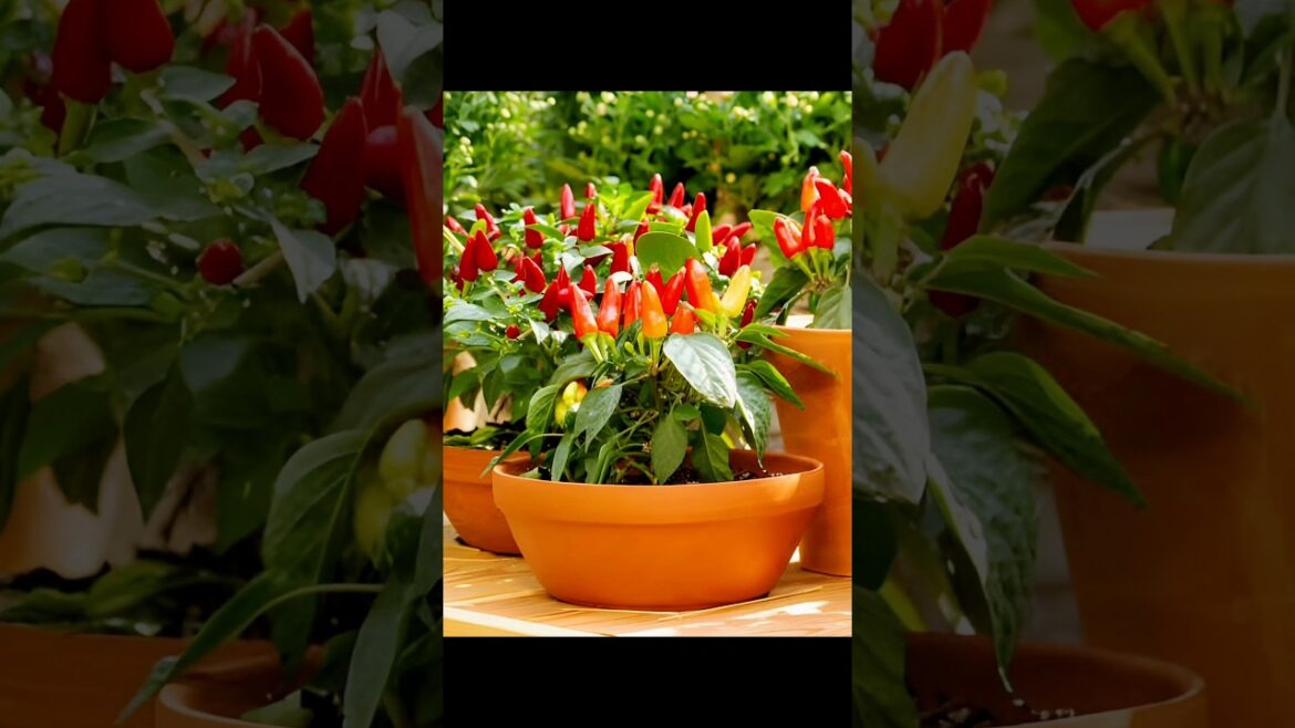 Naga jolokia chili plant seeds growing #gardening