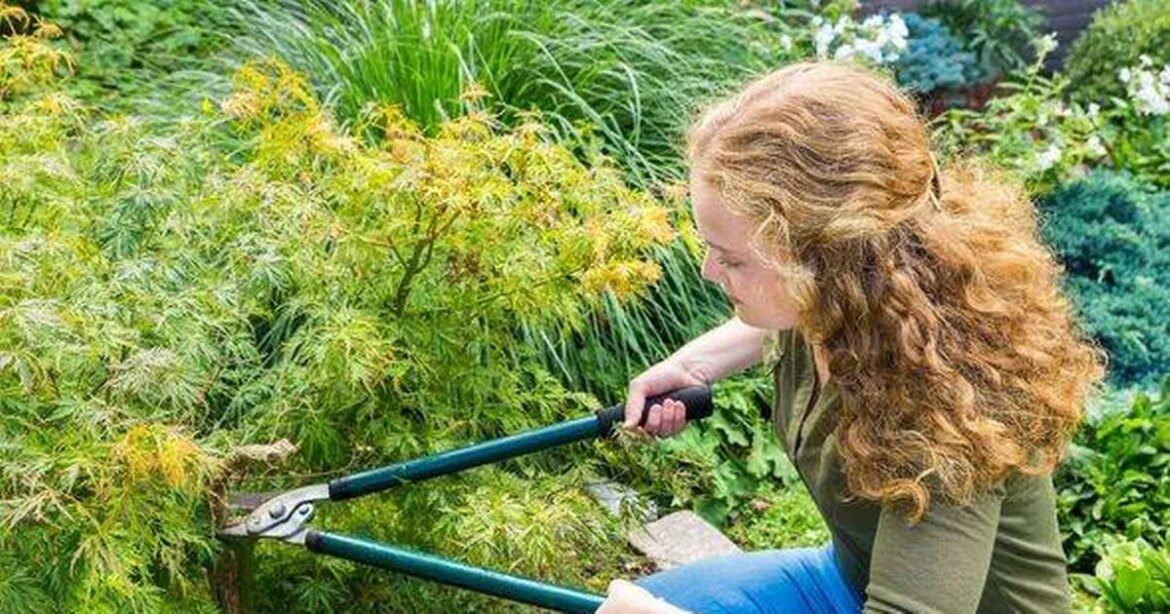 Gardening expert shares ‘best time’ to prune Japanese maples with ‘more beautiful’ results The Mirror US