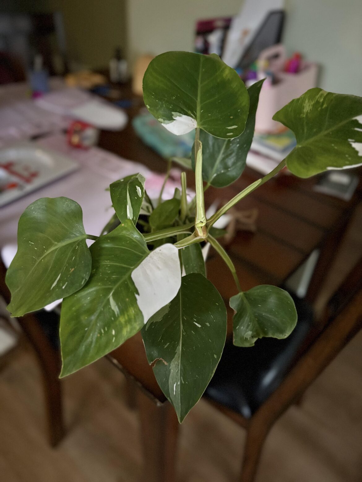 My new white wizard 🧙‍♂️