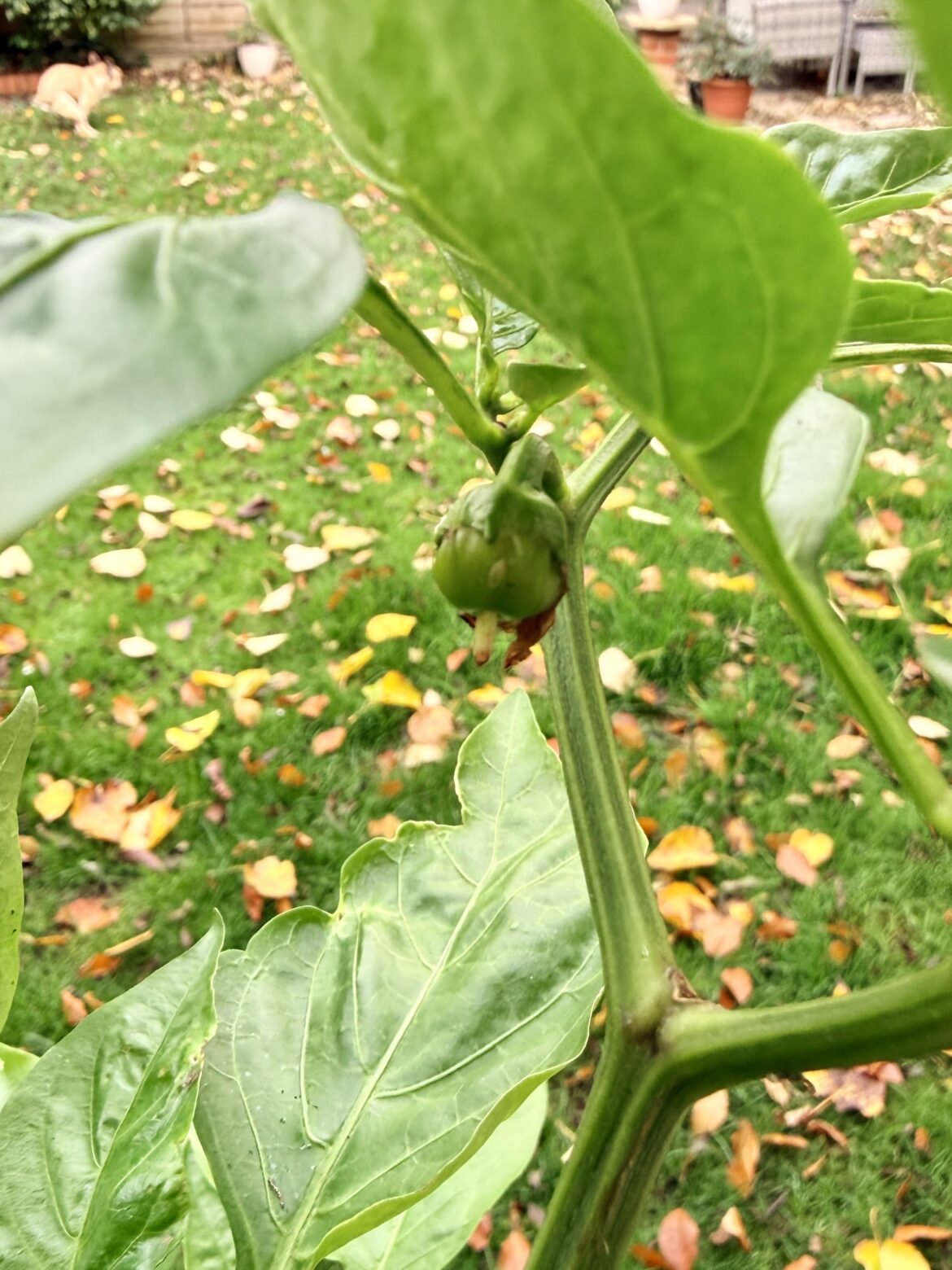 Finally! I’ve been trying to grow peppers for months 🥳🥳