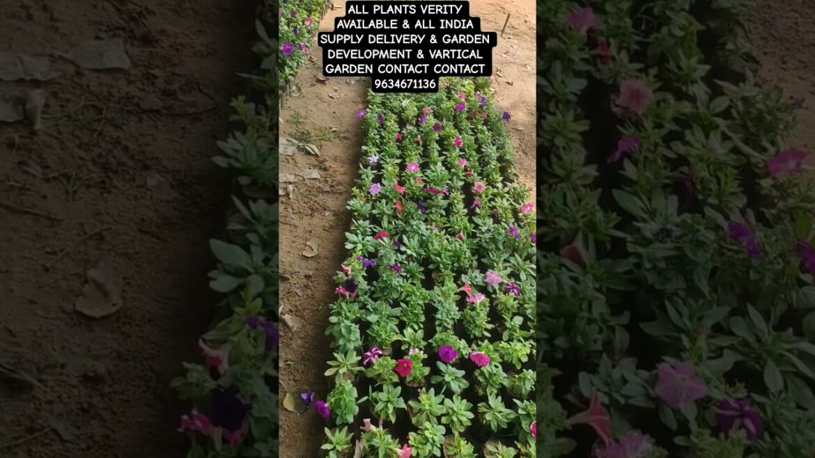 ALL PLANTS VERITY AVAILABLE & ALL INDIA SUPPLY DELIVERY & GARDEN DEVELOP& CONTACT CONTACT 9634671136