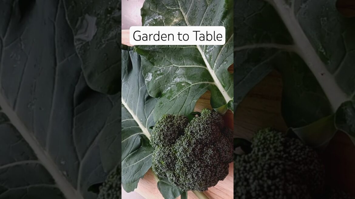 Broccoli leaves are edible too #smallspacegardening #growyourownfood