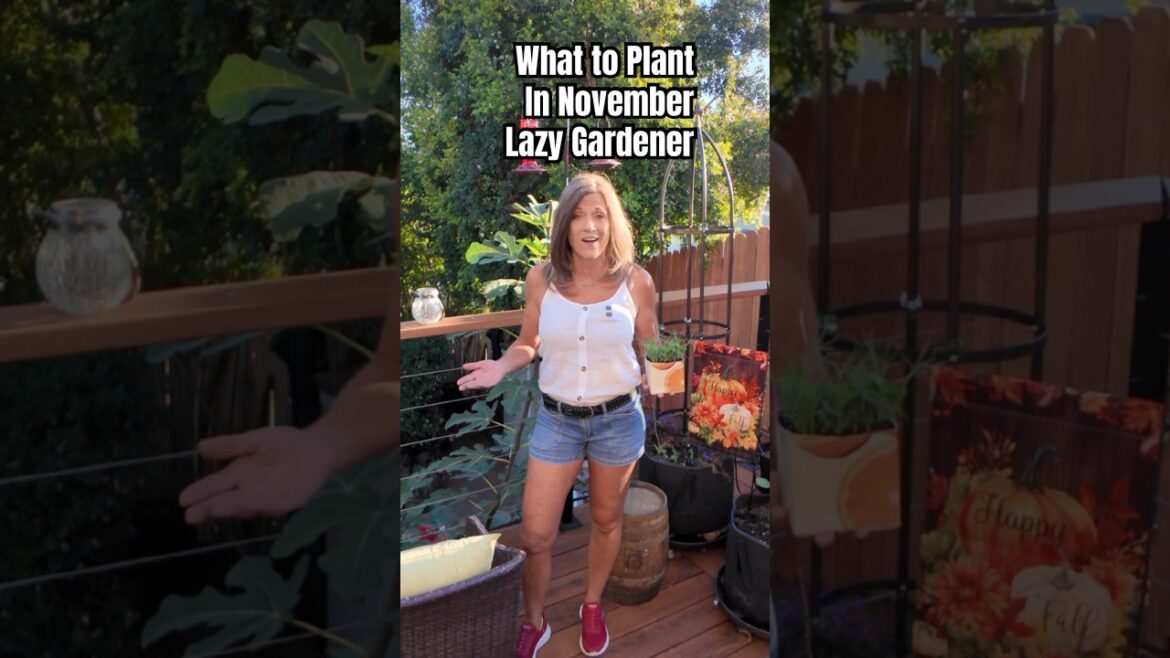 Lazy Gardener:What To Plant In November