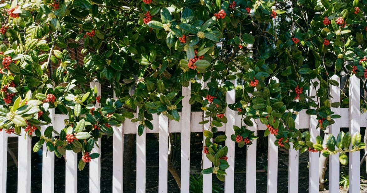 UK households given verdict on if they can cut neighbours’ overhanging trees Daily Mirror