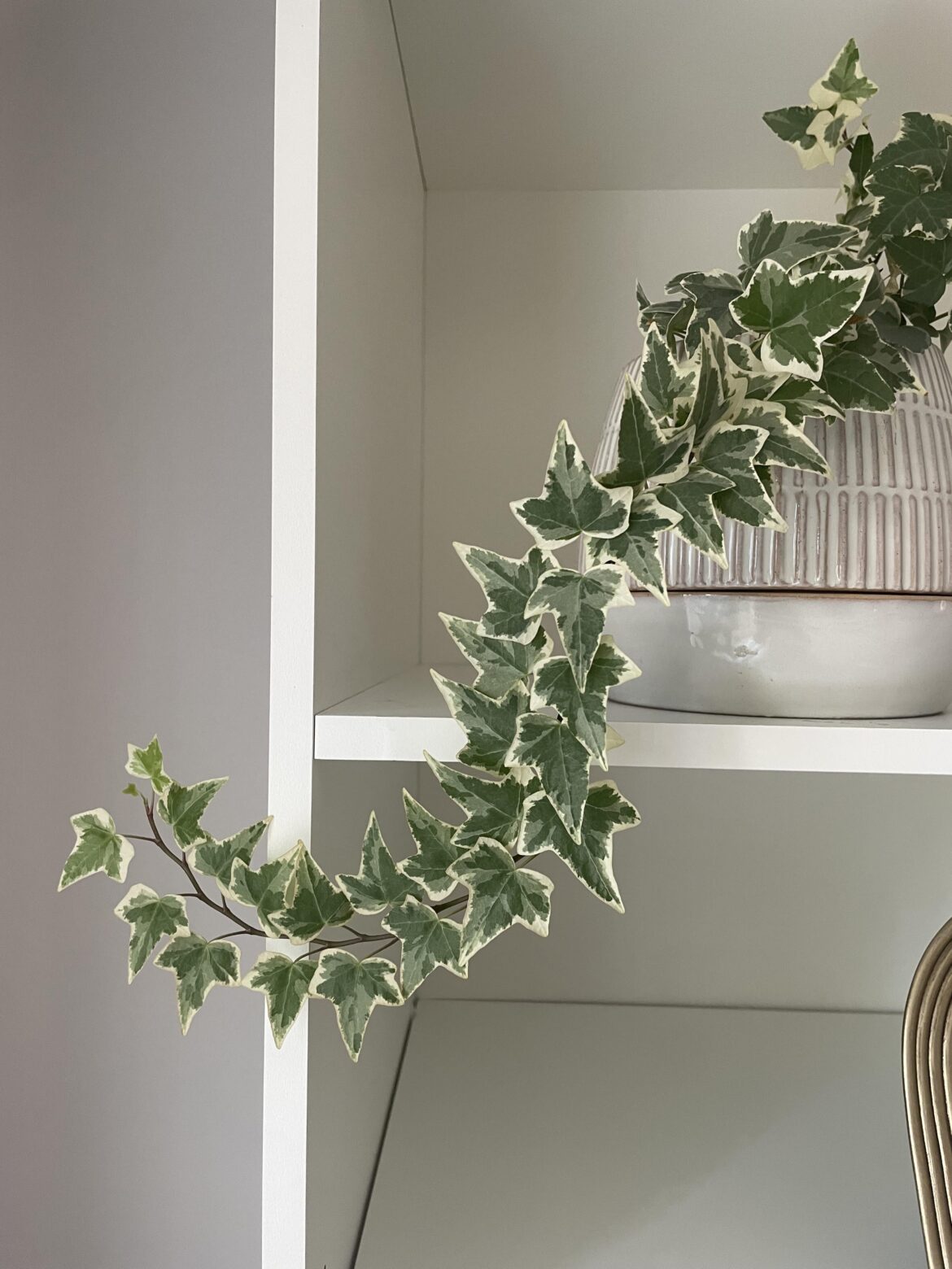 How pretty is this Ivy vine? She is loving this fall light