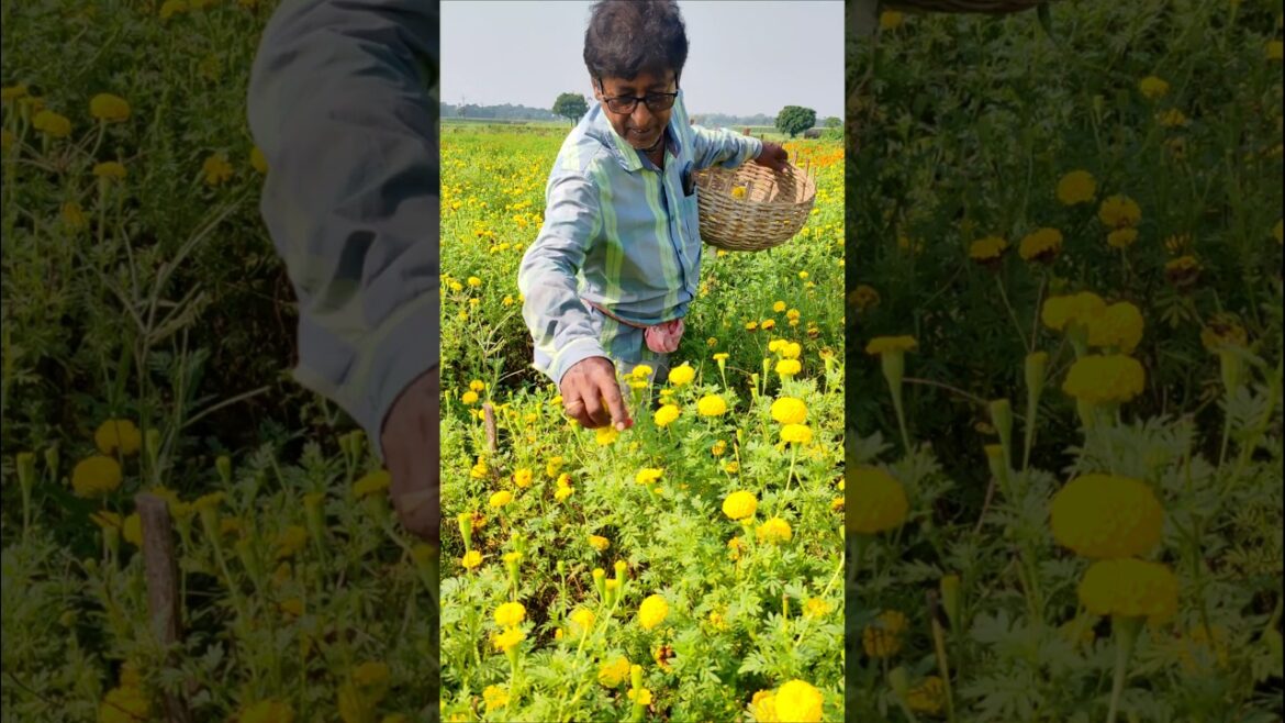 Golden Morning 🌞 | Fresh Marigold Flower (Genda Phool) Picking by Farmer 🌼 #shorts Golden Morning 🌞 | Fresh Marigold Flower (Genda Phool) Picking by Farmer 🌼 #shorts
