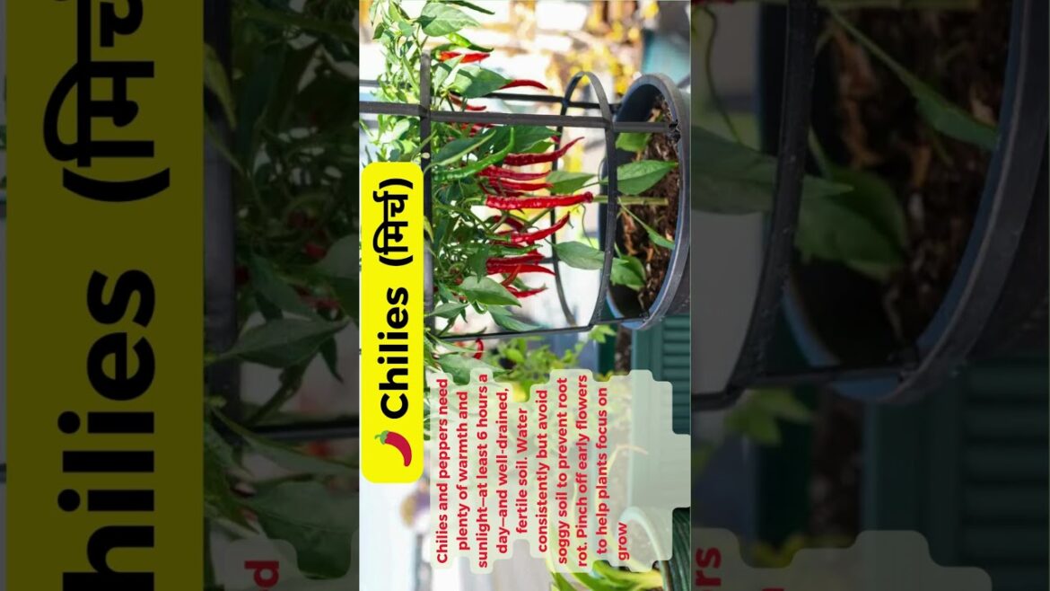 10 Easy Edible Plants You Can Grow Right at Home short #nature #facts # gardening #love #edible 10 Easy Edible Plants You Can Grow Right at Home short #nature #facts # gardening #love #edible