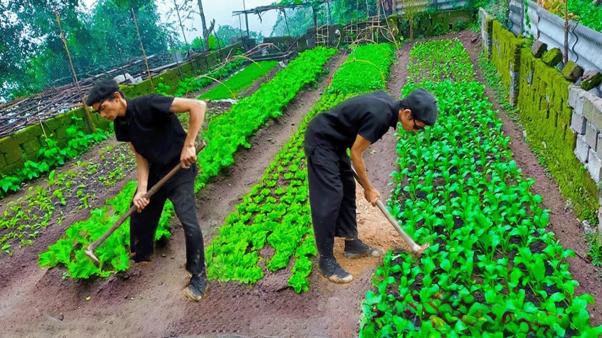 FROM WASTELAND TO FARM – BUILDING A VEGETABLE GARDEN ALONE IN NATURE