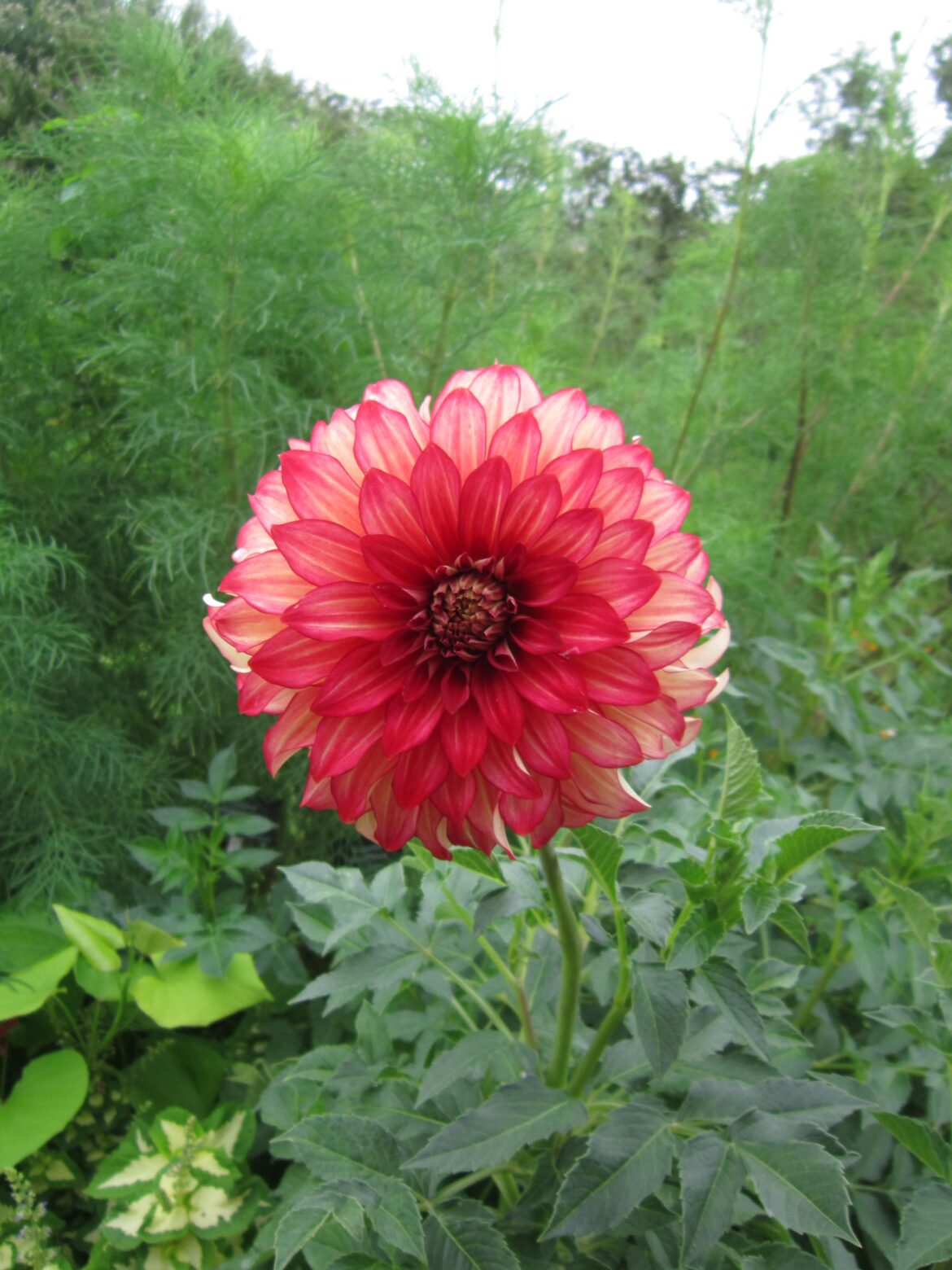 What variety is this?