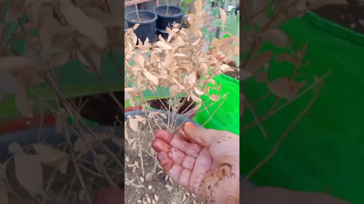 New Plant in My Terrace Garden| Kitchen Garden| Terrace Farming|#TerraceGarden New Plant in My Terrace Garden| Kitchen Garden| Terrace Farming|#TerraceGarden