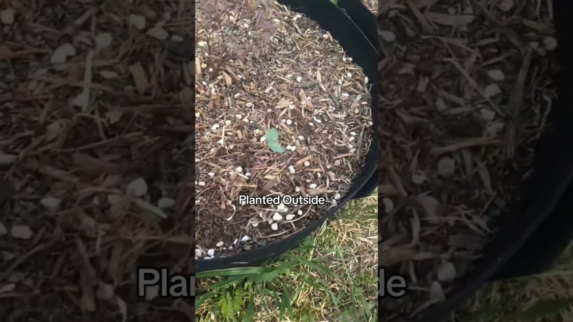 these flowers are apparently edible #nasturtium #flower #tiktok #garden #australia