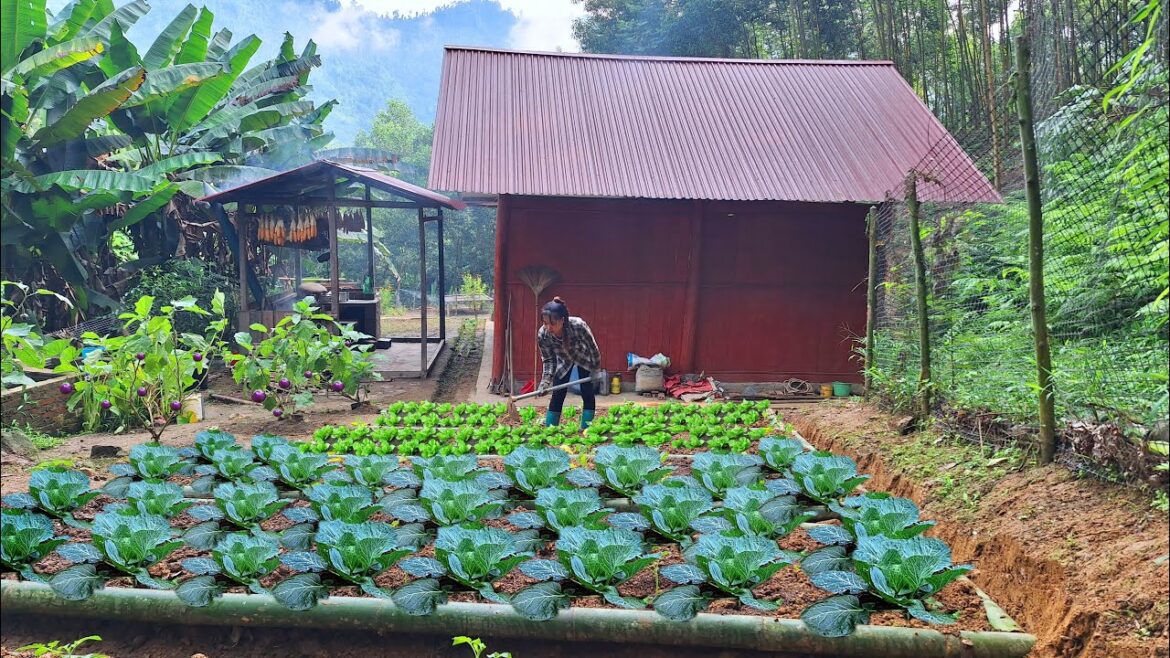 mountain gardening: build more bamboo vegetable beds, plant more cabbage and tomatoes. mountain gardening: build more bamboo vegetable beds, plant more cabbage and tomatoes.