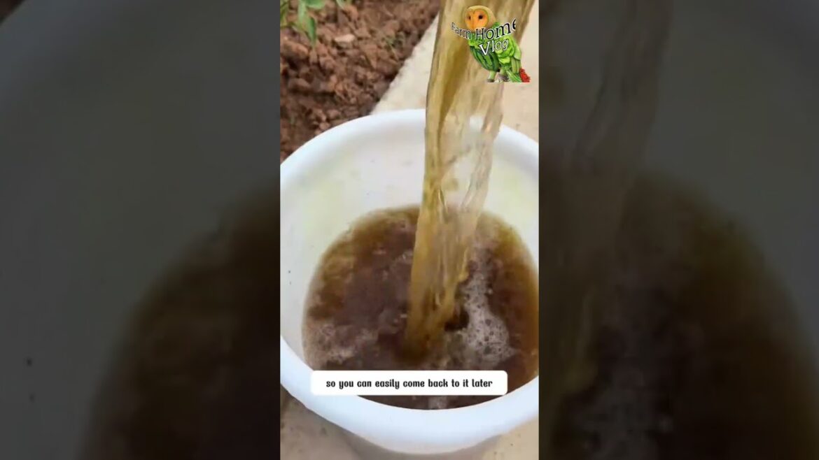 Best tips for Gardener #shorts #gardnertips #farmhomevlog #vegitablegarden #fruitgarden Best tips for Gardener #shorts #gardnertips #farmhomevlog #vegitablegarden #fruitgarden