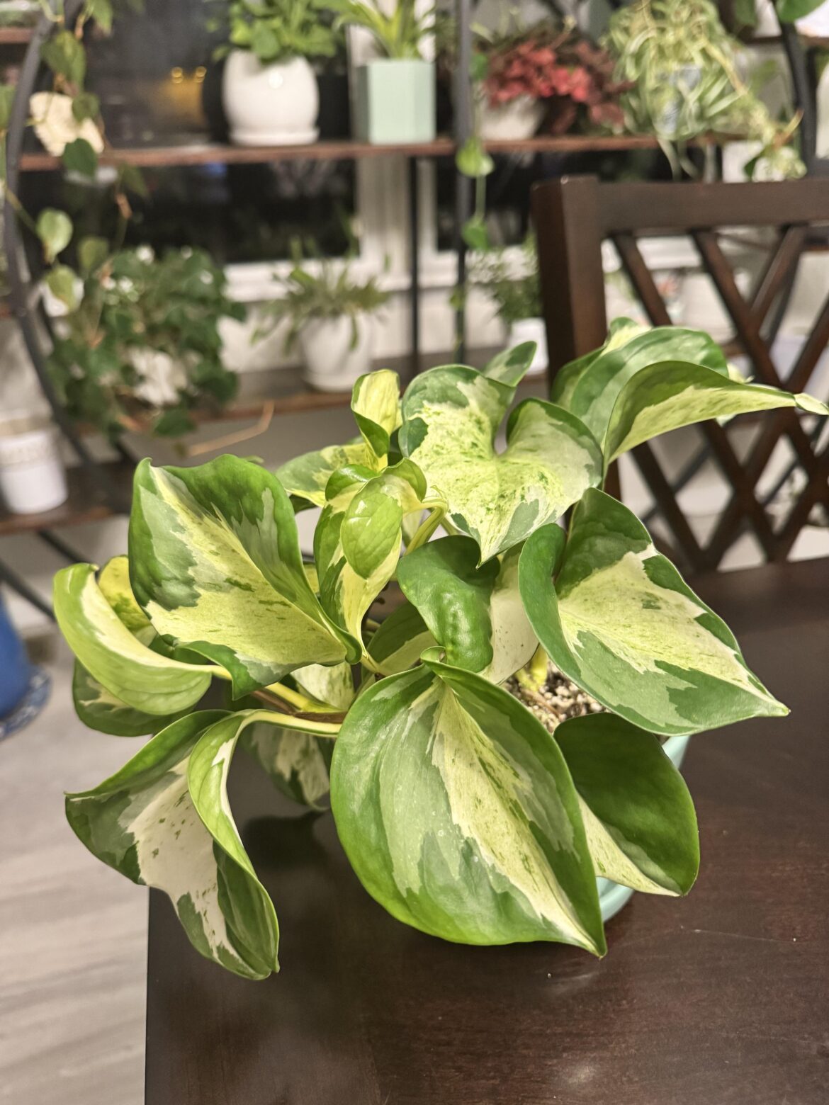 Just a beautiful plant. What kind of pothos is it tho?