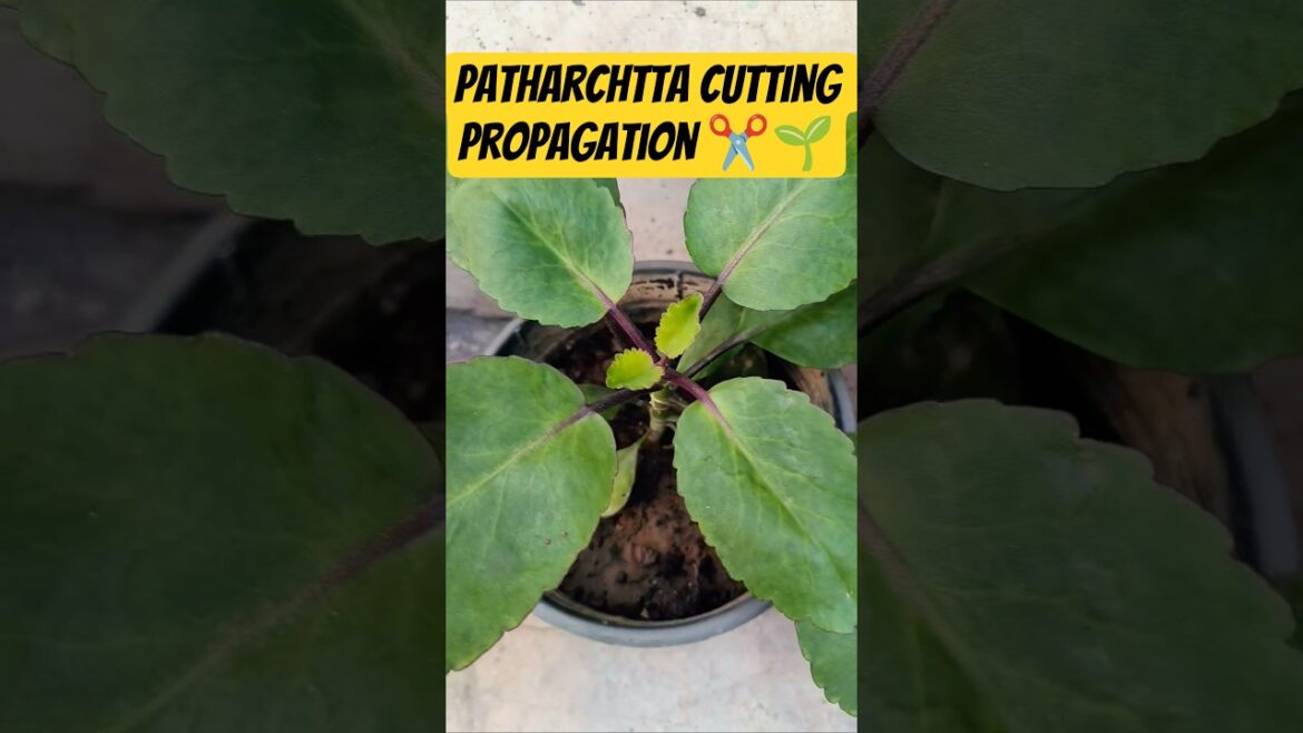 Patharchtta cutting propagation ✂️🌱 #gardening #trending #shorts #trendingshorts #nature #love #song Patharchtta cutting propagation ✂️🌱 #gardening #trending #shorts #trendingshorts #nature #love #song