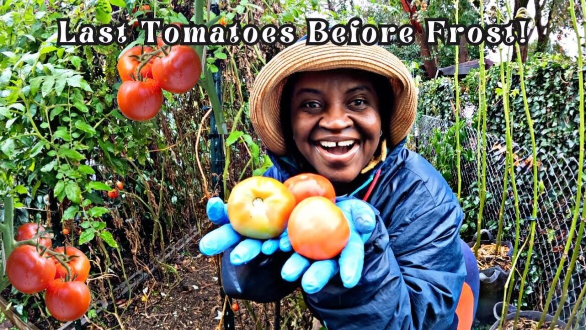 Final Tomato Harvest Before Frost! My Garden’s Last Big Tomato Pick 🍅 + Huge Pepper Harvest 🌶️ Final Tomato Harvest Before Frost! My Garden’s Last Big Tomato Pick 🍅 + Huge Pepper Harvest 🌶️