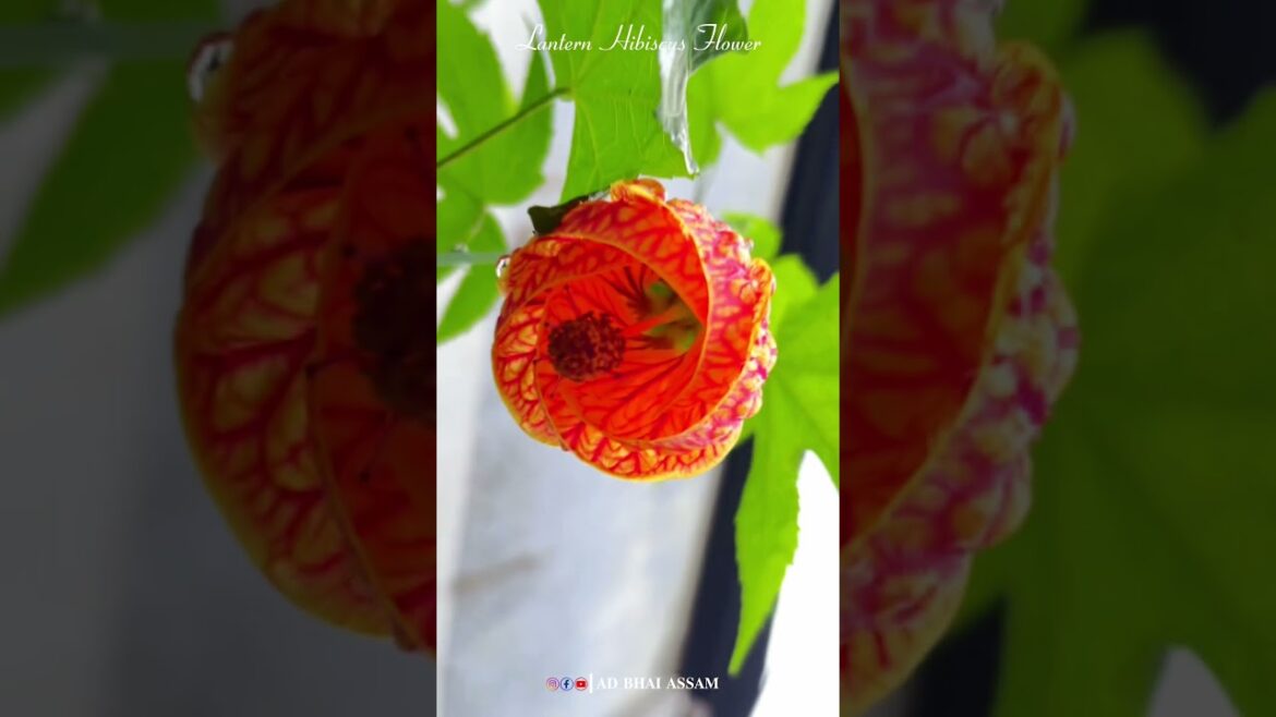 New Flower Highlights in Tinsukia: A Blooming Marvel New Flower Highlights in Tinsukia: A Blooming Marvel