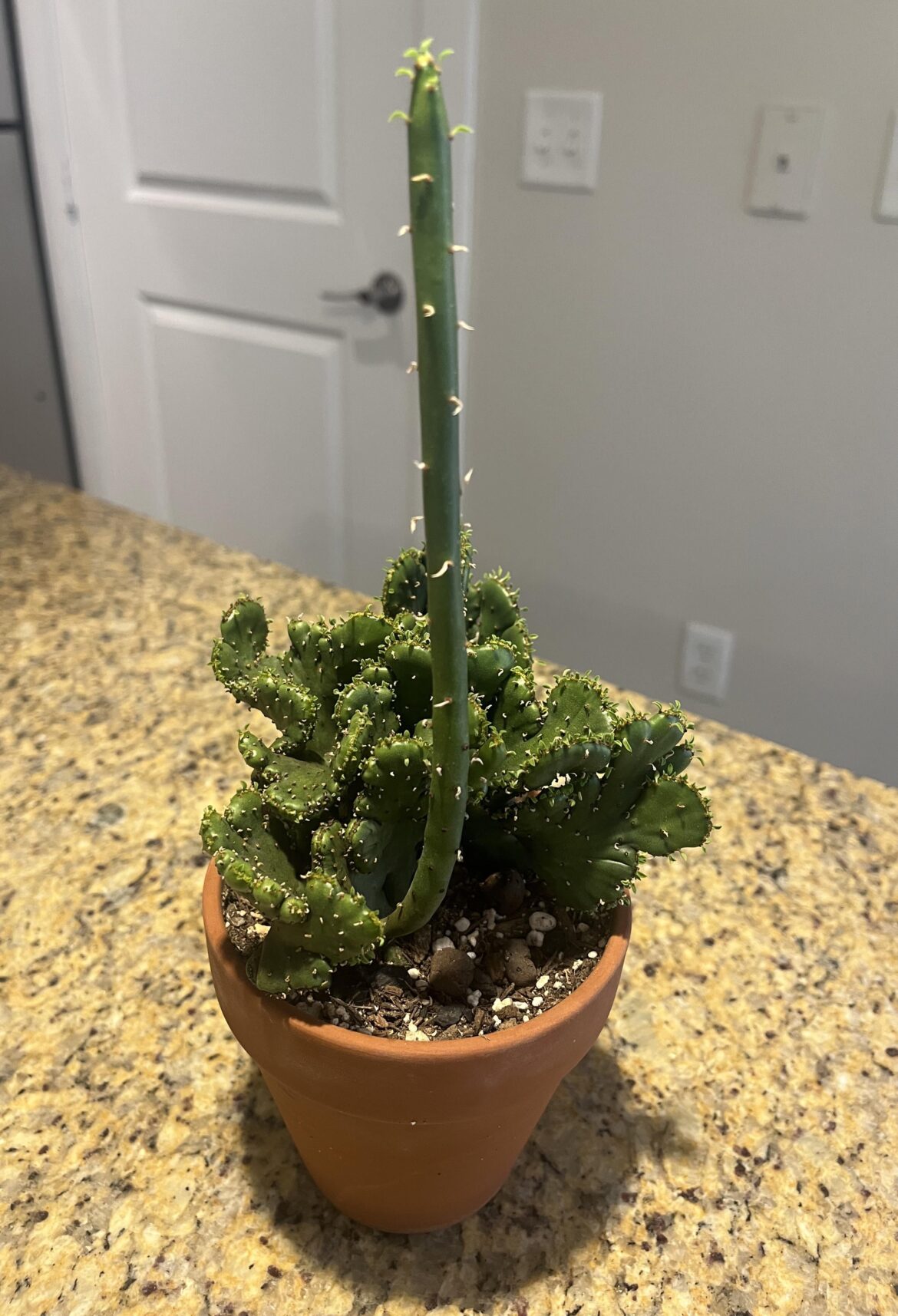 Crested Leucodendron and his 7” arm