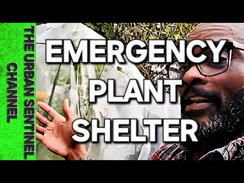 Container Garden Hacks: Protect Plants from Frost & Wind Container Garden Hacks: Protect Plants from Frost & Wind