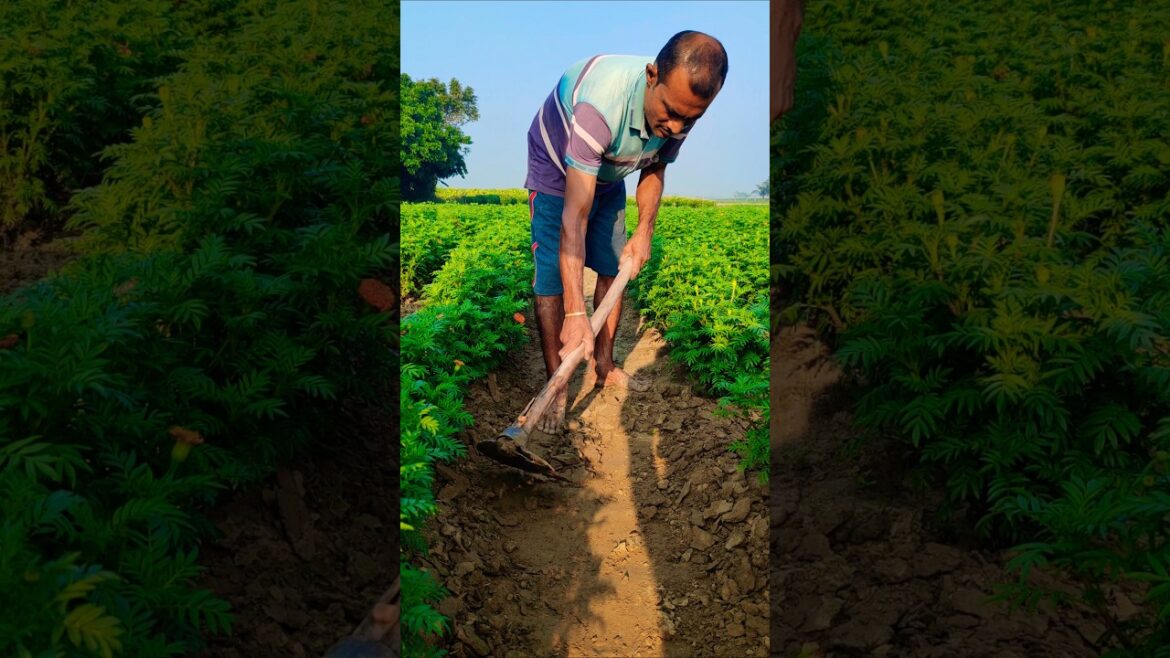 Marigold Field Care | Hoeing Helps Roots Breathe & Grow Strong 🌼 #shorts Marigold Field Care | Hoeing Helps Roots Breathe & Grow Strong 🌼 #shorts