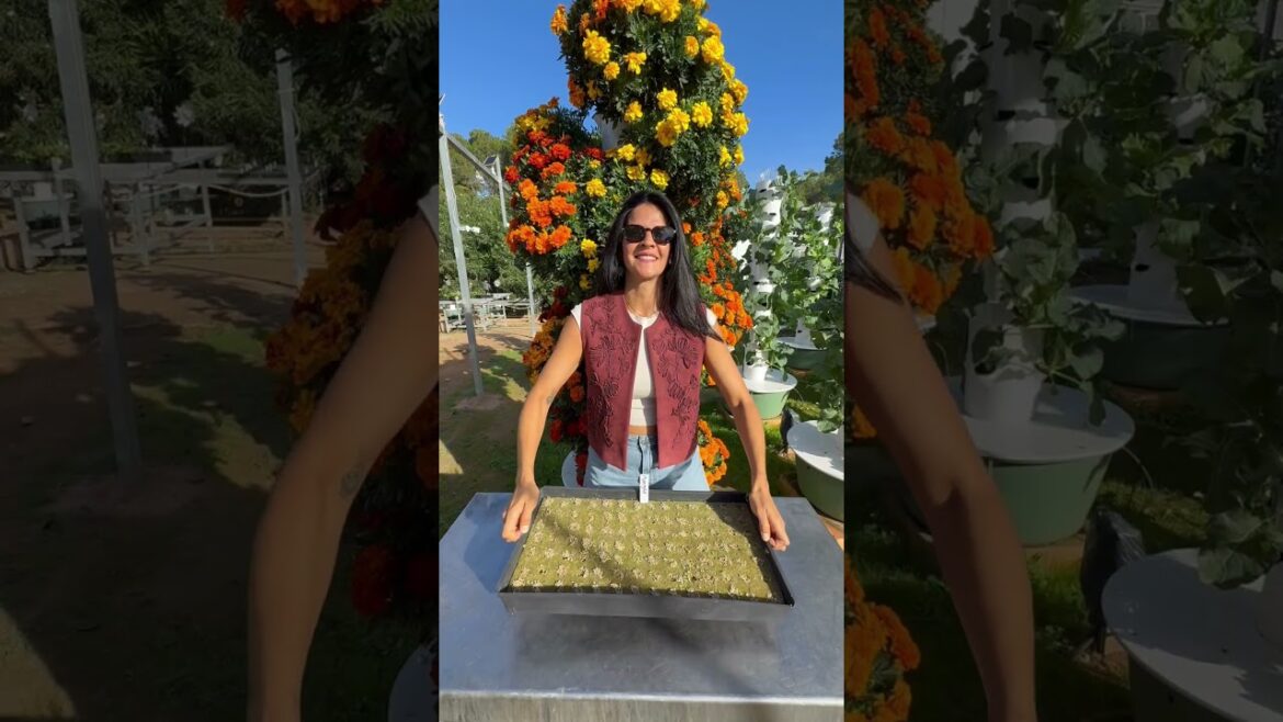 From seed to harvest, this is how we grow marigold flowers on aeroponic towers #marigold #farming