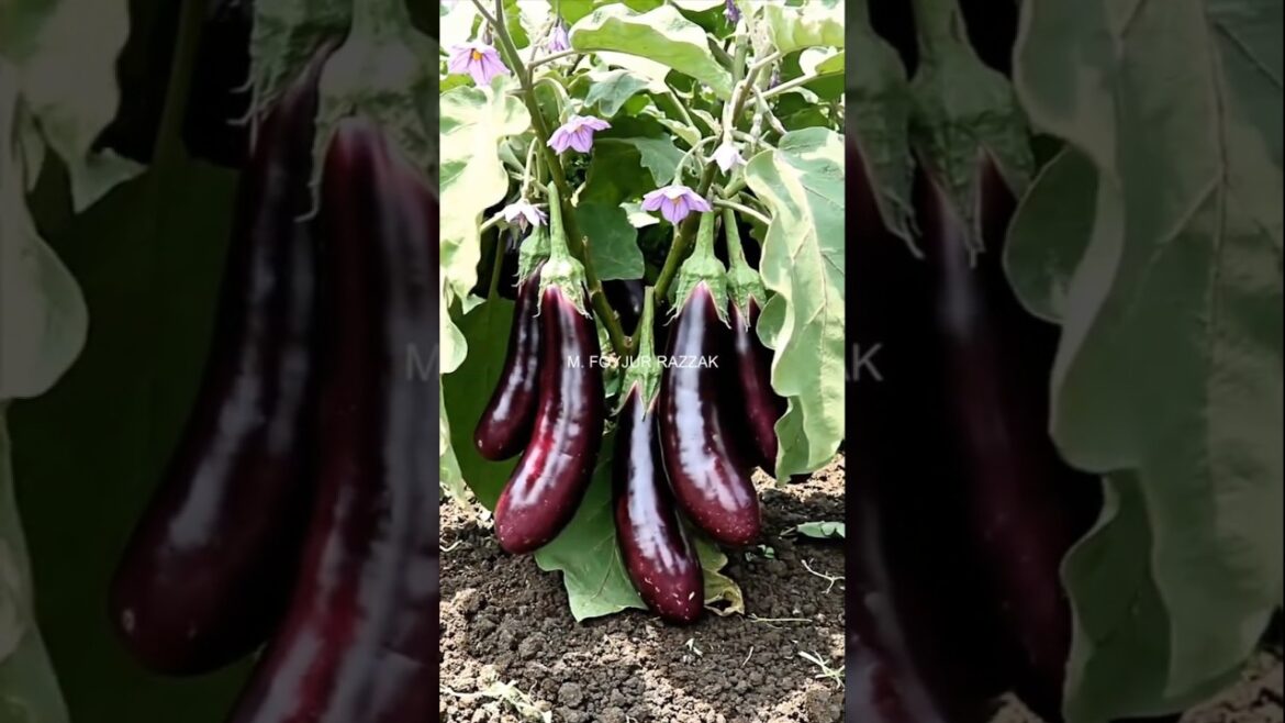 সবজির ফলন বাড়বে #AgricultureTips #SustainableFarming #OrganicFarming