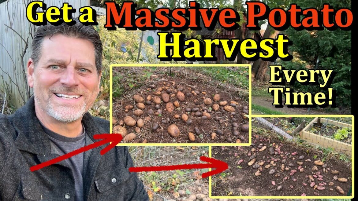 Get a Massive Potato Harvest Every Time (2 Harvests & The Basic Simple Set-Up)