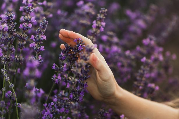 Sustainable agriculture. Producing natural and organic lavender oil. Beautiful rural landscape of blooming flower field with unrecognizable person.