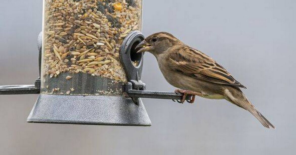 Gardeners urged to mix chilli flakes into bird seed this autumn Nottinghamshire Live