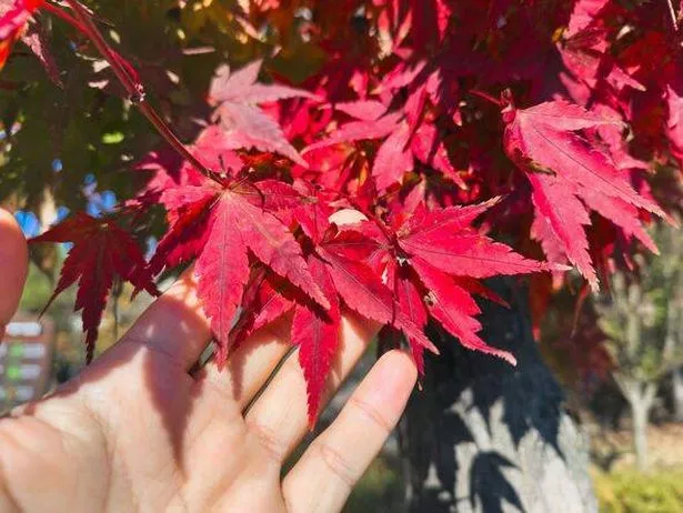 Close-Up of Red Japanese Maple Leaves Held by Hand in Autumn Sunlight