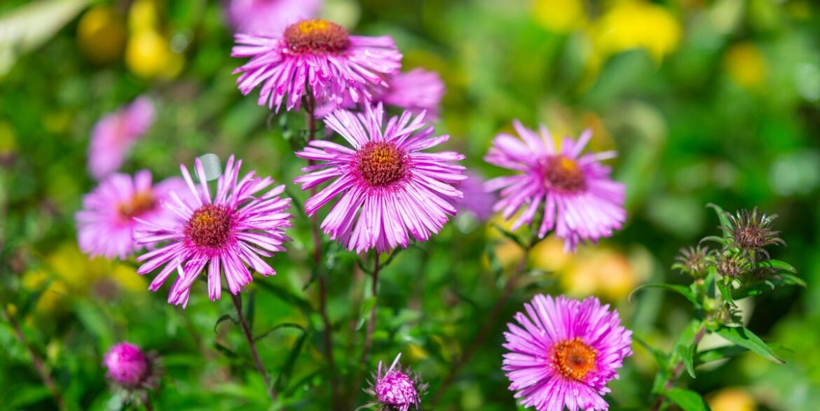 8 Perennials To Plant In November Before Winter Hits 8 Perennials To Plant In November Before Winter Hits