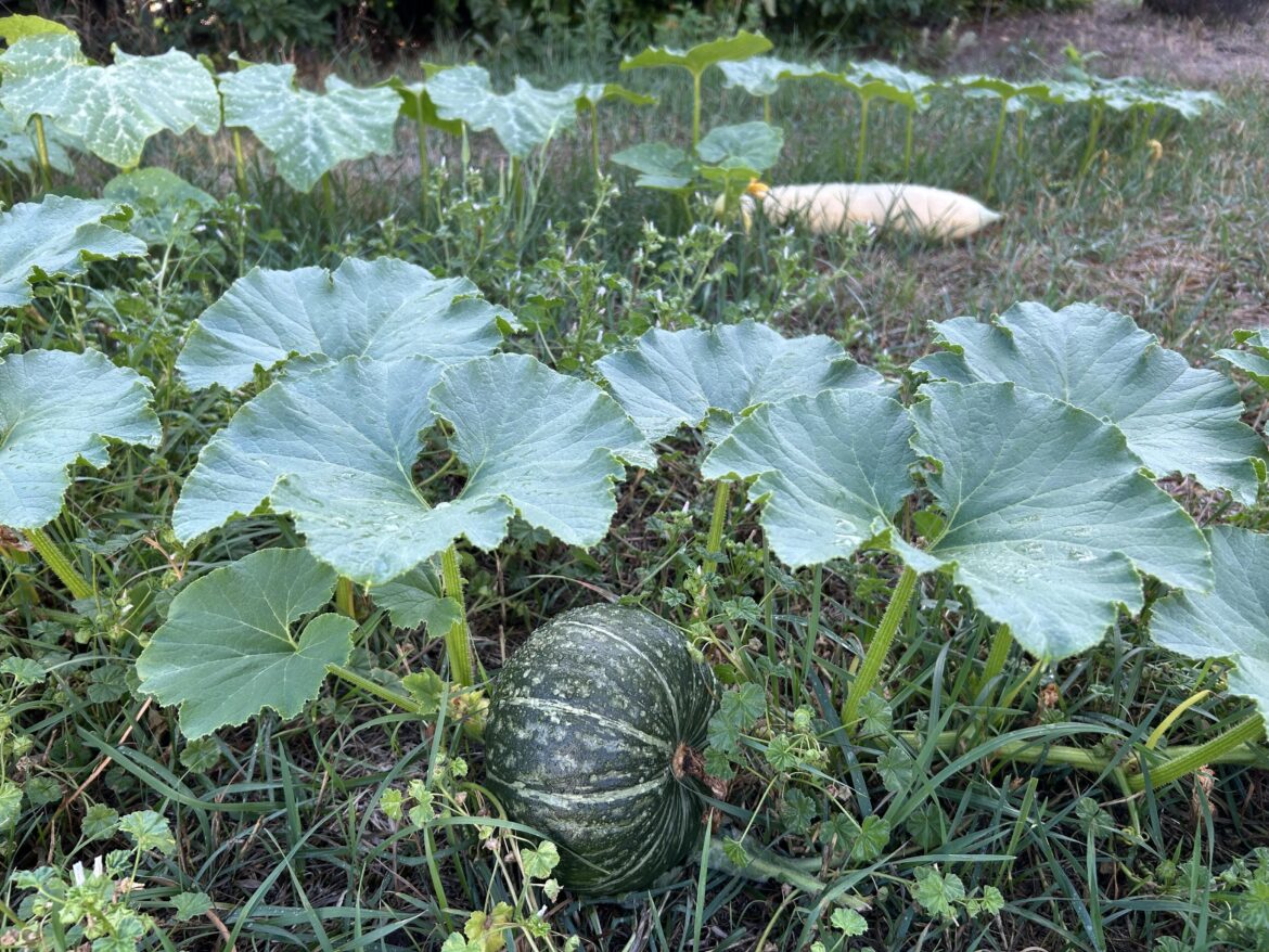 My squash patch