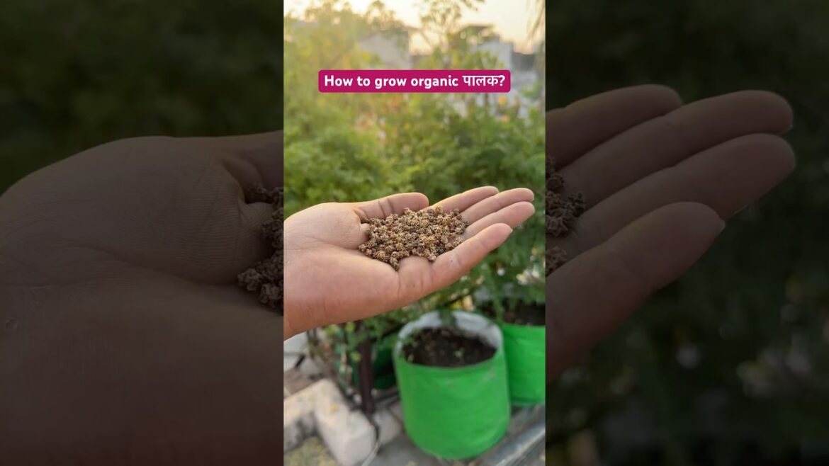 #organic #palak #growleafygreens #paalak #spinich #containergardening #wintervegetables #wintergarde