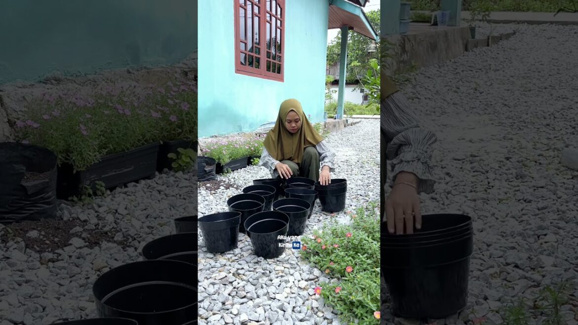 Pot bagus murah meriah #berkebun #gardening #youtubeshorts
