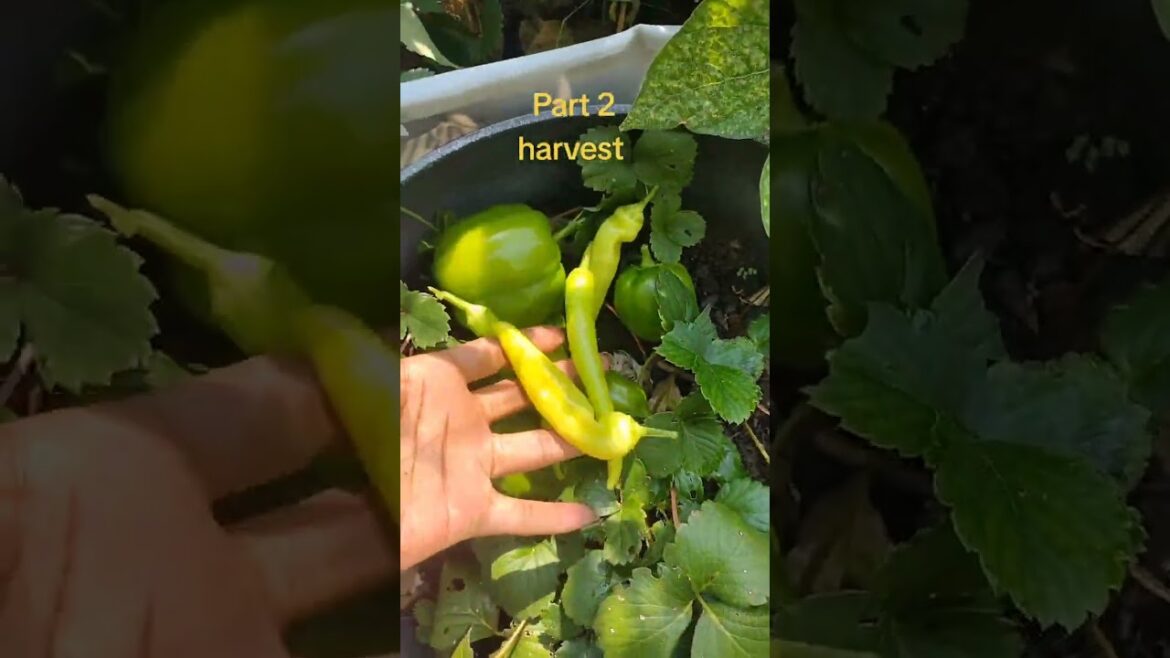 The Most Satisfying Garden Harvest #Peppers #fypyoutube The Most Satisfying Garden Harvest #Peppers #fypyoutube
