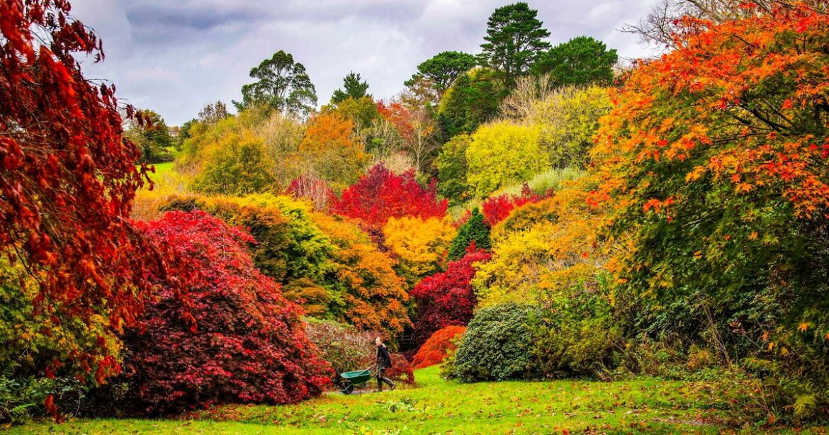 Gardeners urged to cut back ‘before it’s too late’ as six autumn jobs revealed Ipso logo