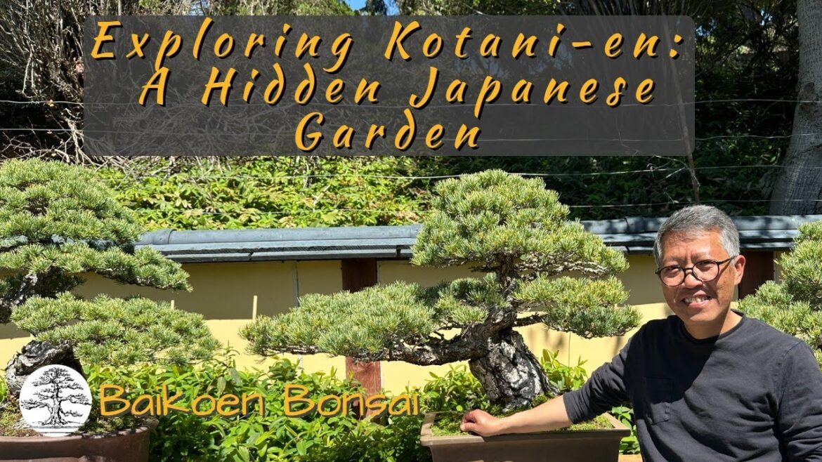 Exploring Kotani-En: A Hidden Japanese Garden & Bonsai Treasure in Los Gatos, CA - Baikoen Bonsai