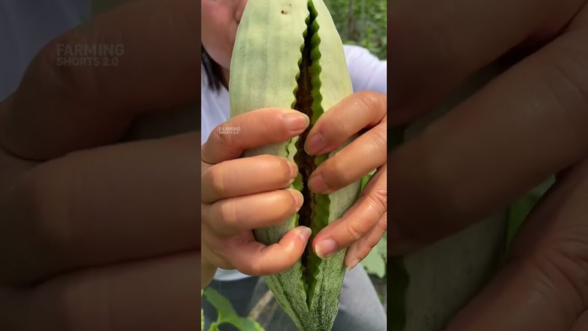Farm Life and Fruit Harvest #FarmLife #FruitHarvest #Shorts