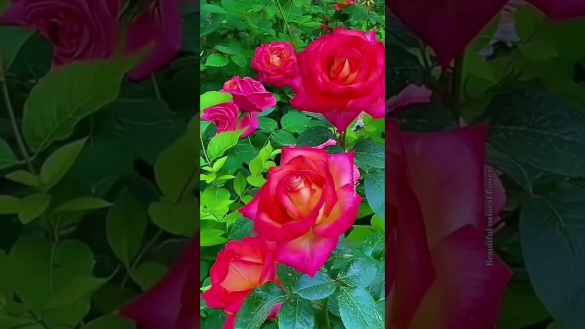 Rose flowers #flowers #plantsofindia #flowertypes #nature #garden#design#beautiful#beauty#palace#1m