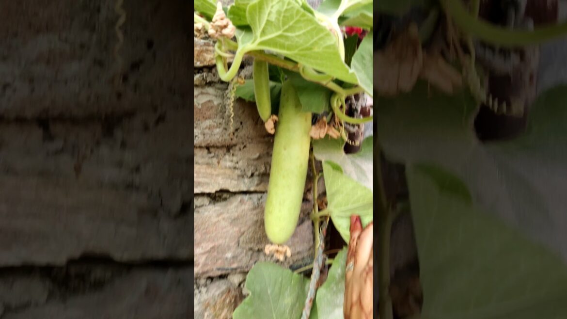 my comeback in gardening 😀|| #gardening #mudandcolors #getmyharvest #shorts #tarracegarden #ytshorts my comeback in gardening 😀|| #gardening #mudandcolors #getmyharvest #shorts #tarracegarden #ytshorts