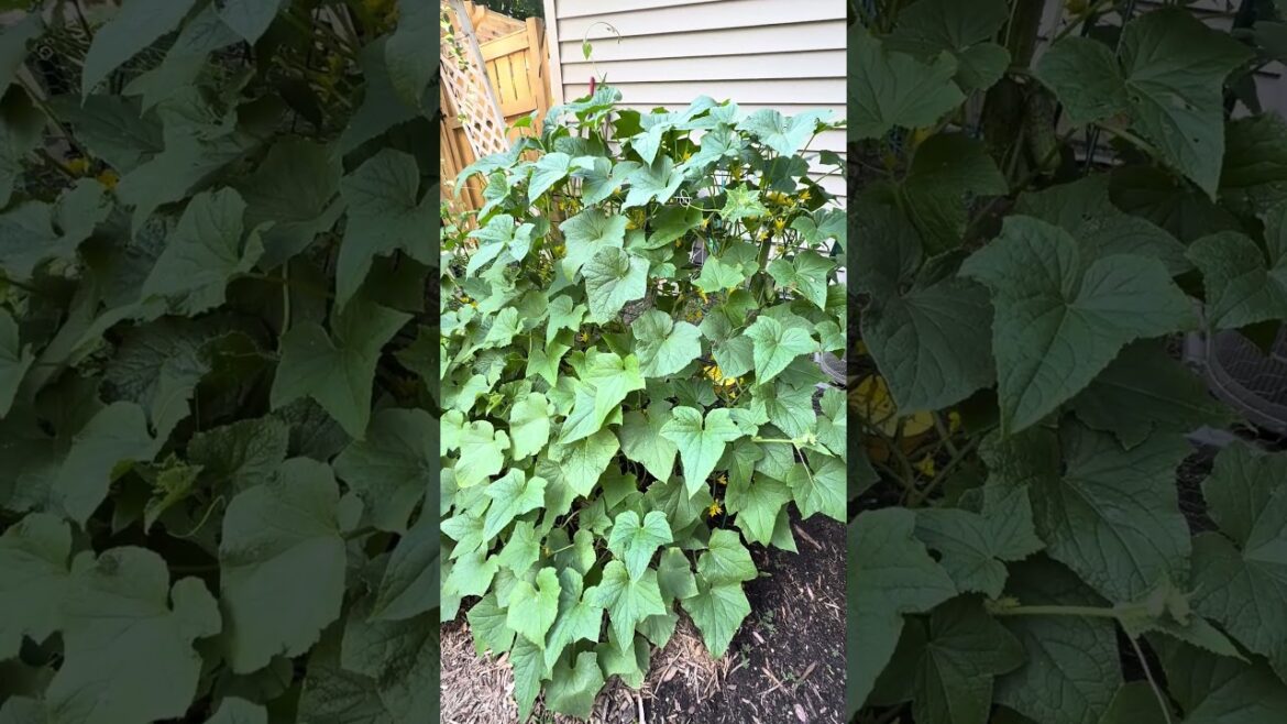 Trellis for Cucumbers | Small Garden Space Saver Trellis for Cucumbers | Small Garden Space Saver