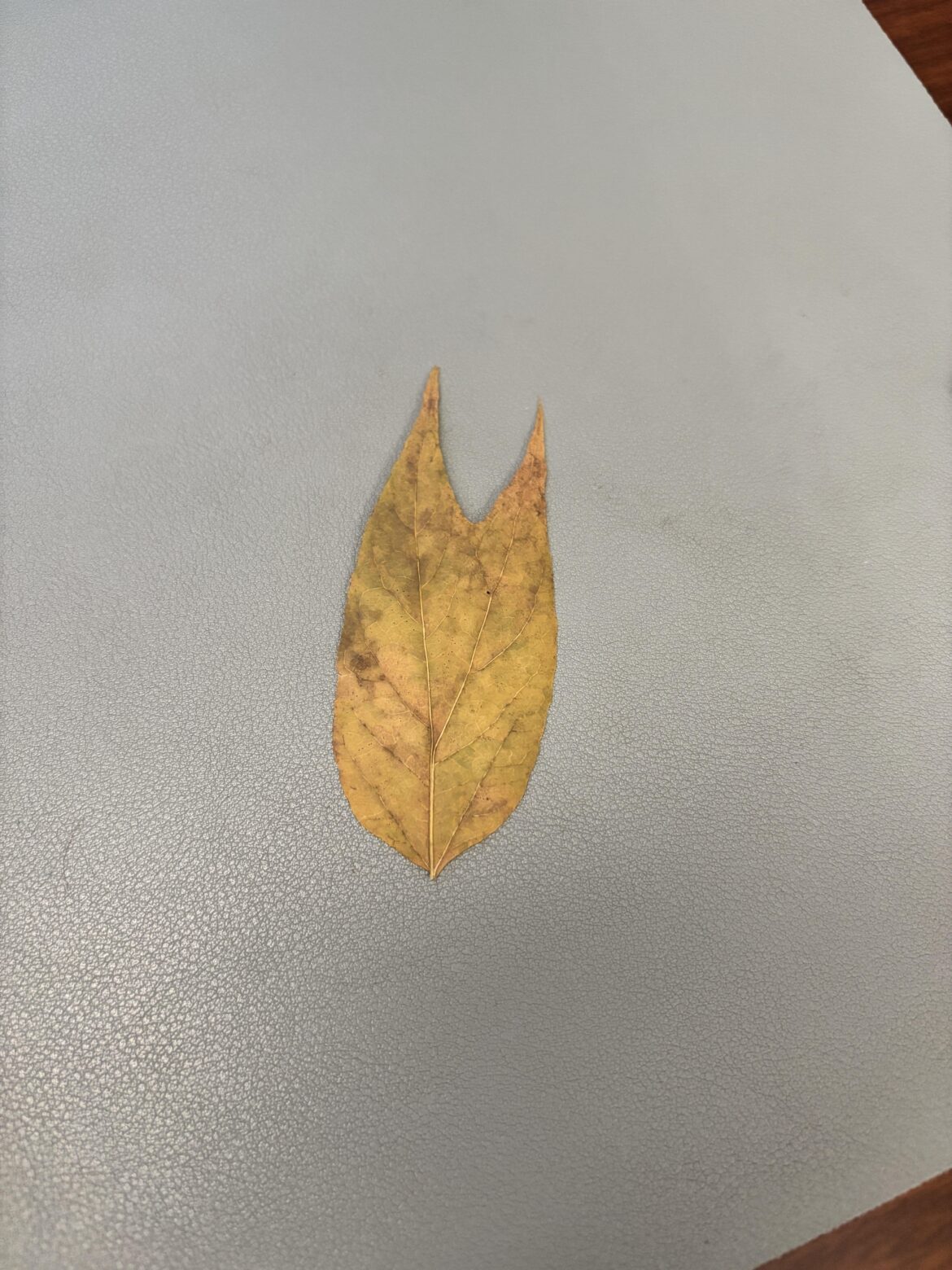 weird leaf found in a library book