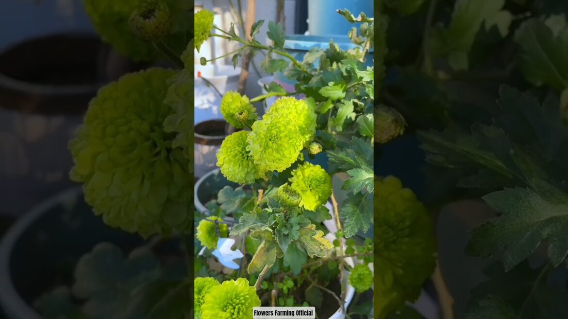 Sweet Garden Decor 🌿🌼 You'll Love Plants 🌸💚 #gardening​​​#asmr​​​ #plants​​​ #flower​​​ #nature​​​