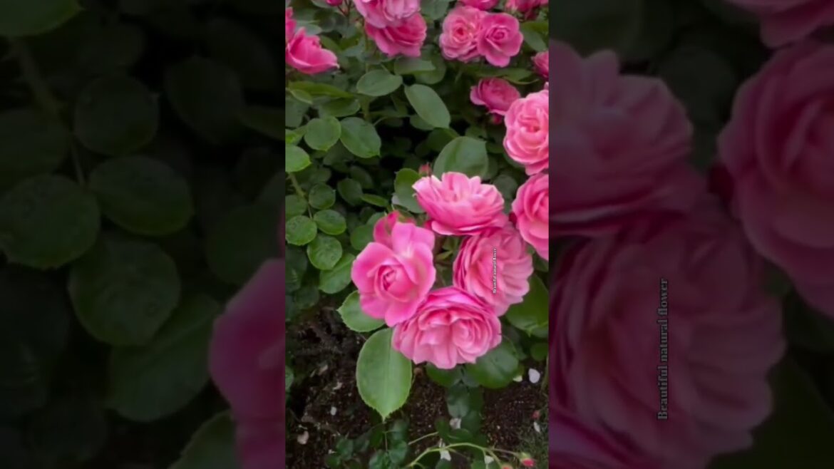 Beautiful roses #gardendesign #plantsofindia #flowers #nature #flowergarden #rose #beautifulpalace